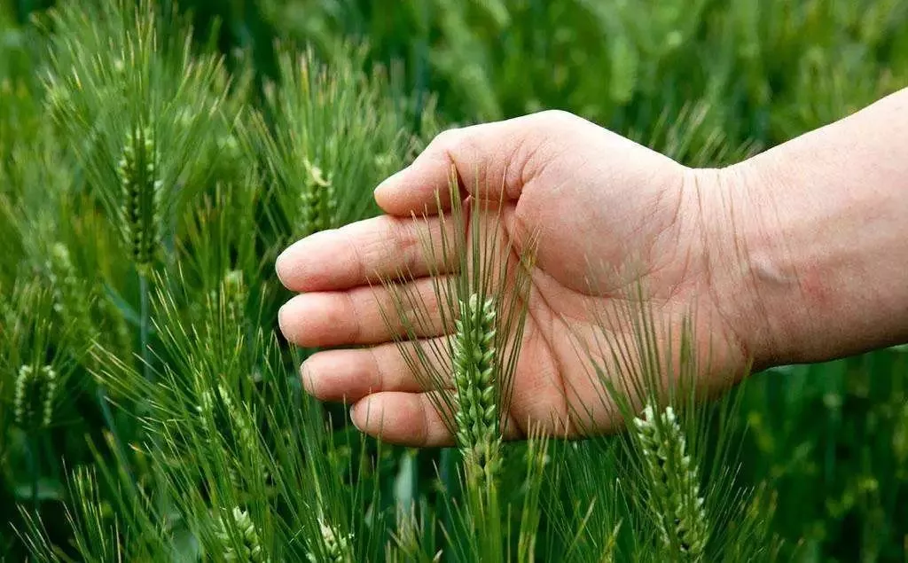 國家要重點建設1000個鄉村振興示范村鎮