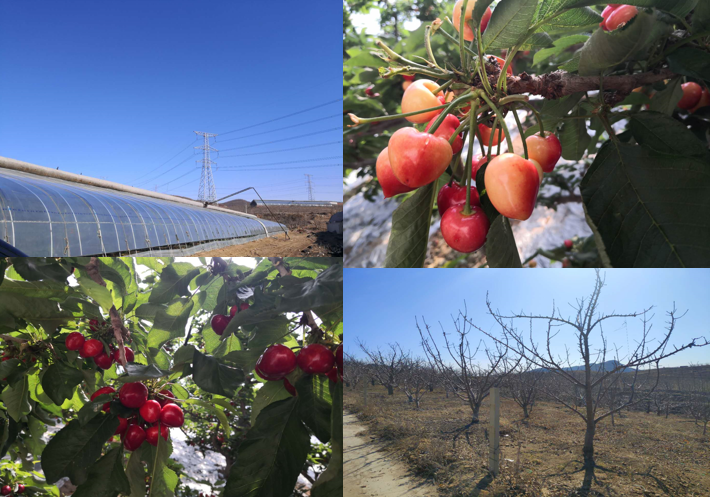 依托海參和大櫻桃兩大優(yōu)勢(shì)特色產(chǎn)業(yè)，瓦房店市開啟創(chuàng)建國(guó)家現(xiàn)代農(nóng)業(yè)產(chǎn)業(yè)園新篇章