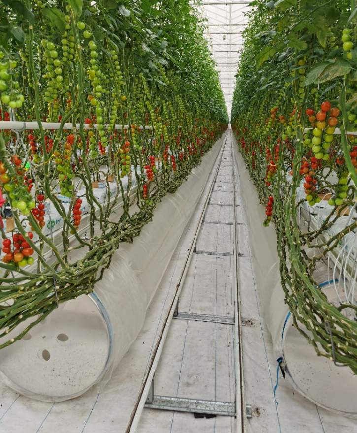 依托非耕地高效設施農業，民樂縣著力打造特色戈壁農業國家現代農業產業園