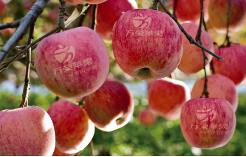 依托蘋果和香菇兩大特色優勢產業，萬榮縣積極申創國家農業現代化示范區