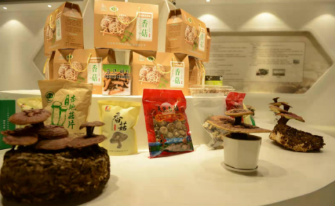 依托蘋果和香菇兩大特色優(yōu)勢(shì)產(chǎn)業(yè)，萬(wàn)榮縣積極申創(chuàng)國(guó)家農(nóng)業(yè)現(xiàn)代化示范區(qū)