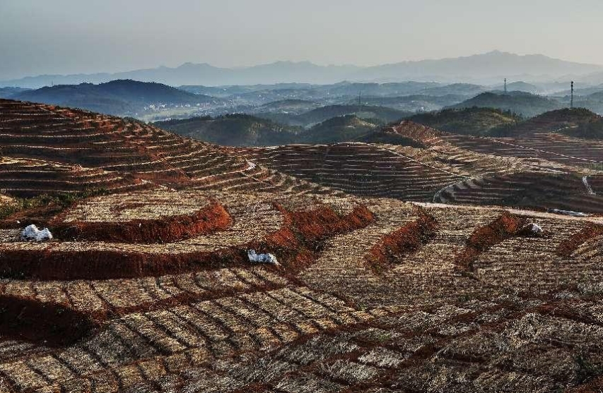 中國高新院課題組赴“中國玉竹之鄉(xiāng)” 深度探索邵東國家現(xiàn)代農業(yè)產業(yè)園建設路徑